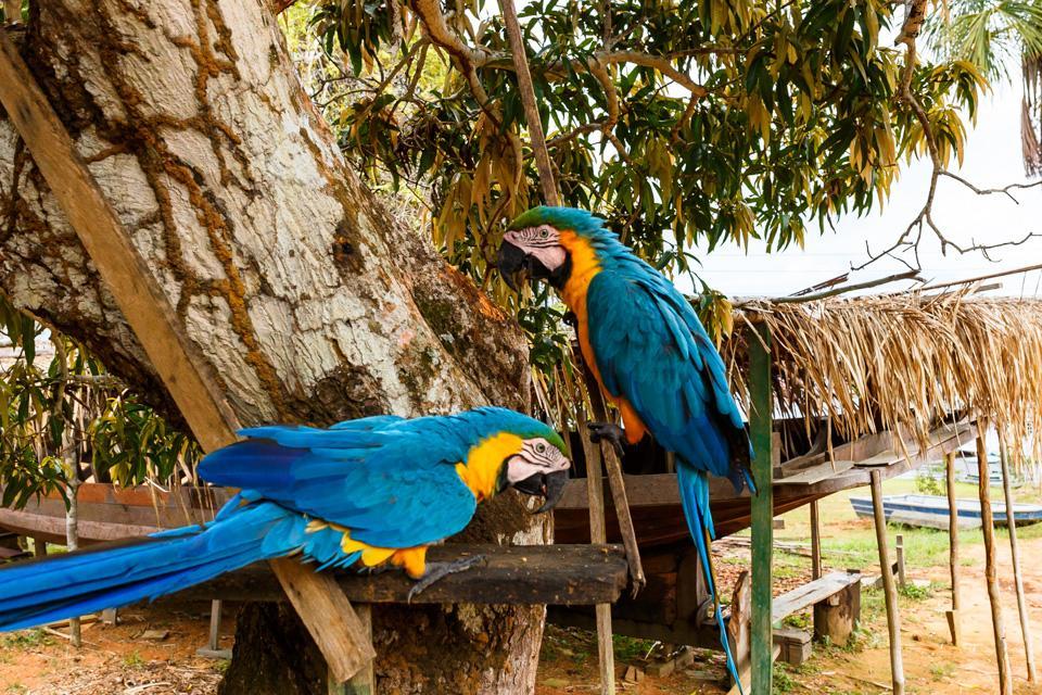 Amazônia ParkSuítes Novo Airão Exterior foto